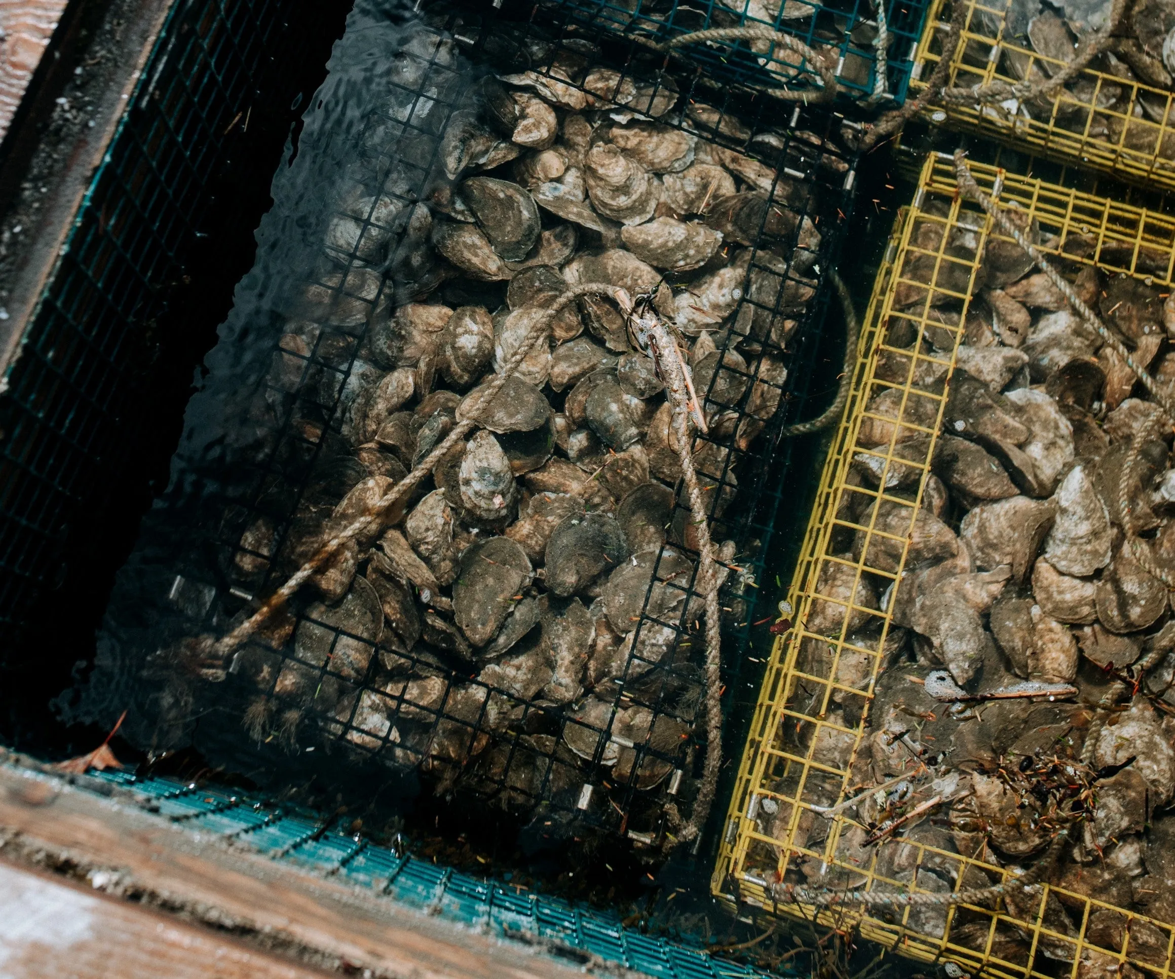 Norumbega Oysters from Damariscotta, ME