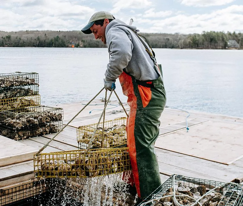 Norumbega Oysters from Damariscotta, ME