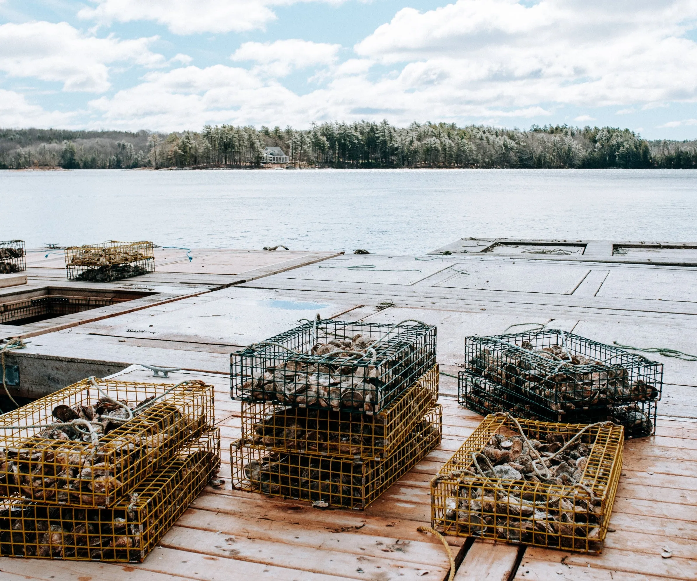 Norumbega Oysters from Damariscotta, ME